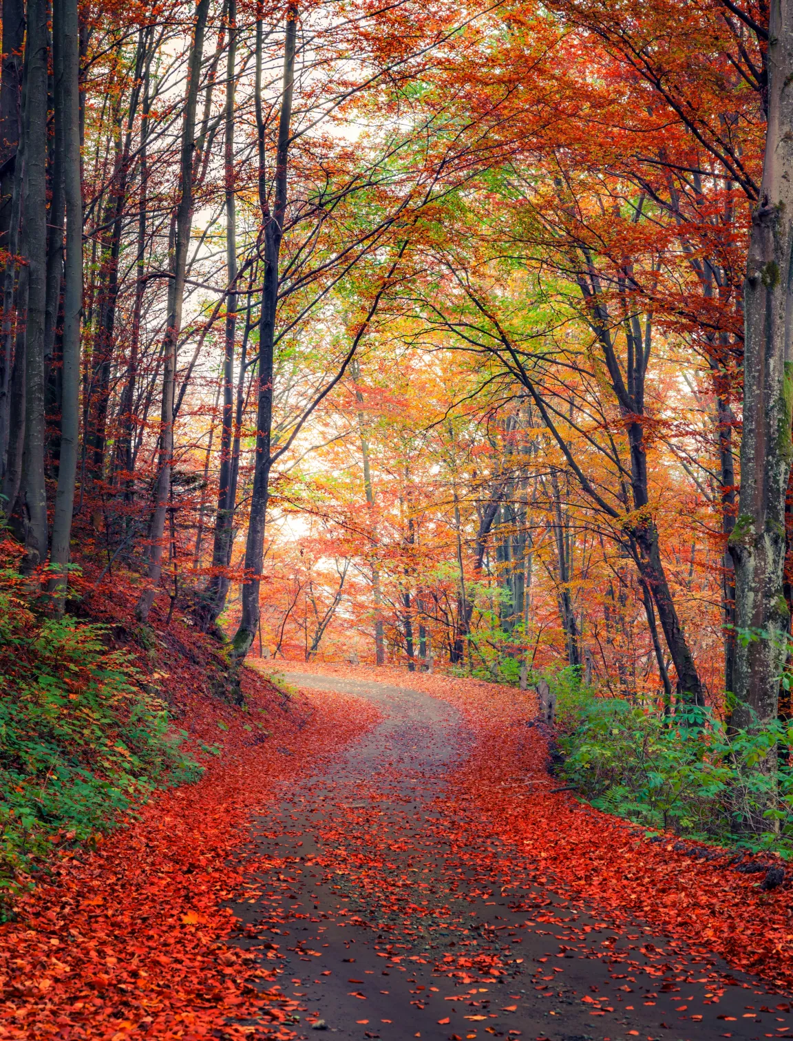 sidebar bg image